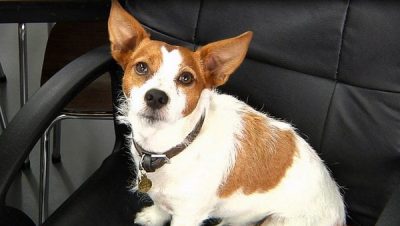 Alfie